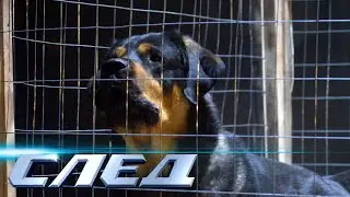 СЛЕД: Собачья преданость, Бомба | Криминальные сериалы