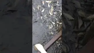 Облов рыбы . Перевозка живой рыбы. Малёк карпа.
