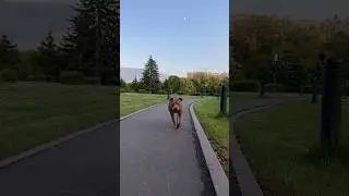 Выпустил убивцу