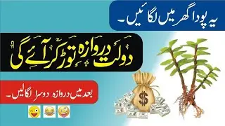 Golden Tea Website Withdra Proof | Best Earning Website Since 2015