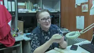 Стеллерова корова: облик и повадки