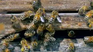 Honey Bee #honeybee #honey #bee #bees #honeybees #beekeeping #savethebees #shortvideo #shorts #viral
