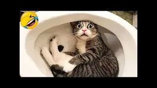 Los ANIMALES mas divertidos y tiernos😸 gatitos🐶 parte 1