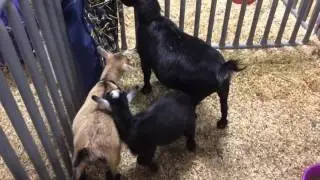 Pygmy goat kids rough housing