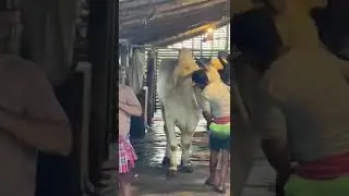 Medellin cattle farm