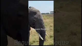 Когда ехать на сафари в Африку? 🐘 Великая миграция животных.
