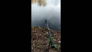 ловля карася на донную снасть