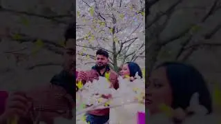 Cherry blossom 🌸 with loved one ❤️ | Toronto cherry blossom 23 April