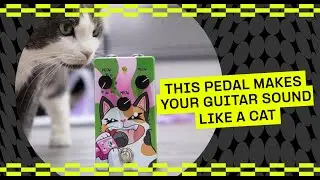 60 seconds with the Meowdulator – 2024's greatest pedal | Guitar.com
