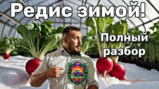 Всё о ЗИМНЕМ посеве Редиса|Гибриды, отопление, технологии