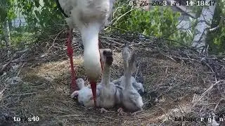 Танец с крыльями и  грустный для пятого обед