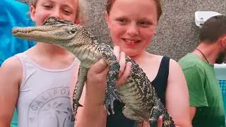 swimming with alligators