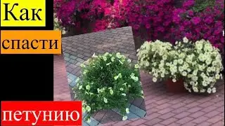 Спасение Изи Вейв. Напало все сразу: гниль, мучнистая роса и муха-минёр