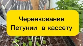 #вегетативнаяпетуния #петуния #черенки #калибрахоа  https://vk.com/club218971573