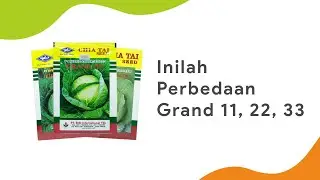 Differences Between Grand 11, 22, and 33 | Review of Grand 11, 22, and 33 Cabbage Seeds with the ...