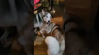 Huskies' reactions when they watch huskies howling on youtube #huskies #siberianhusky #cute