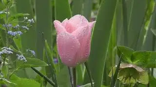Pink Rose Meditation