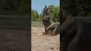 Stallion vs German shepherd