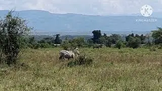 Zebra walking in  Kenya. peaceful Meditation.얼룩말의 평화로운 초원나들이.자연명상