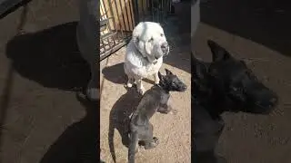 Буся провинилась