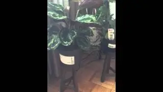 Peacock Plant aka Calathea Medallion aka Prayer Plant (??)