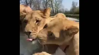 Unbelievable Video