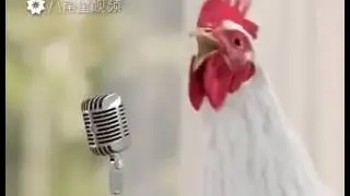 Петух поет