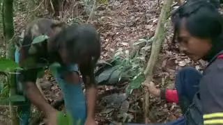 cara mencari bila kayu pelontar patah,#jeratbabi,#berburubabi