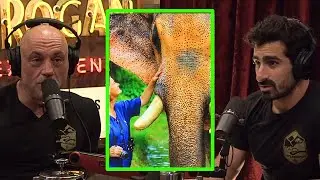 Incredible Intelligence of Elephants - Joe Rogan Experience #2013