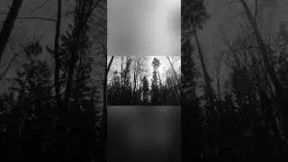My black and white photos of nature 🤍🖤🌹