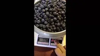 Адамыч делает вино