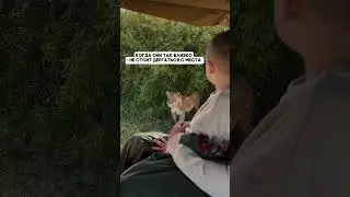 Главное правило на сафари #африка #путешествияафрика #сафариафрика #турвафрику