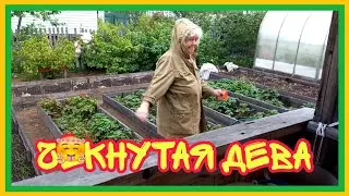 22/8 24 ПОЧИКАЛА ЧЕРНОПЛОДКУ. ПТИЧИЙ ЗАВТРАК. НЕ ХОТЯТ ХЛЕБА - ПОДАВАЙ МЯСО. УДАВИТЬСЯ, НО  КУПИТЬ.