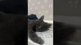 Прихожу домой, кошка объелась рыбы и спит
