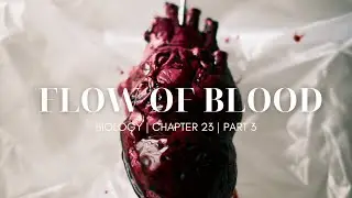 Flow of blood | Chapter 23