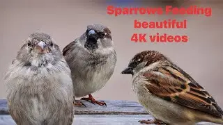 4K Raw footage sparrow rice feeding #sparrow #birds
