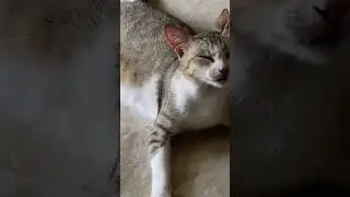 Cutie kitty cat 🐈 #viral #shorts #trending