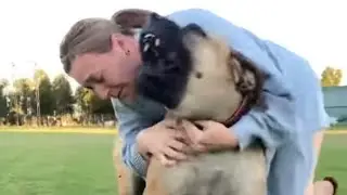 Big Boerboel Wrestling Her Owner #shortvideo #doglover