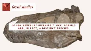 Study reveals ‘juvenile T. rex’ fossils are a distinct species