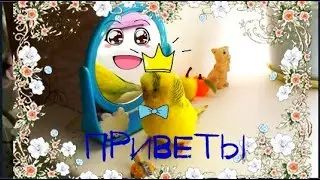 Приветы от попугая! Смешной попугай! Волнистый попугая очень забавный! 