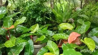 UNVEILING PLANTS AT KEN'S ABODE | PLANTS COLLECTION -TOUR