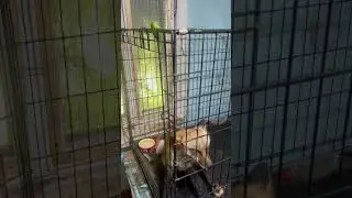 Лиса достанет #лиса #fox #животные #лисаальма