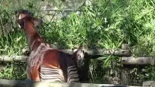 Zoo Baby Alert: Meet Okapi “Bakari”