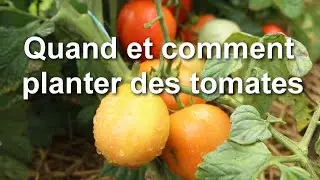 Quand et comment planter des tomates : ma super méthode pour une grosse récolte