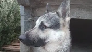 ВЕО для охраны дома. Иртыш лает , кого-то заметил. Собака  грозно гавкает