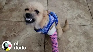 Perro cojo encontrado en medio de la carretera ahora sonríe | El Dodo
