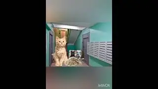 слово кота-Суп на асфальте часть 4 (7+)