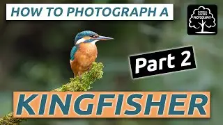 How to photograph a Kingfisher   Part 2