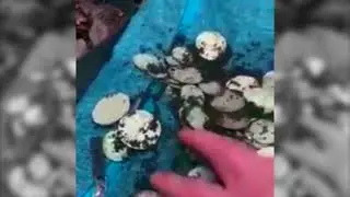 #Клад. Камрады нашли горшок с серебром.