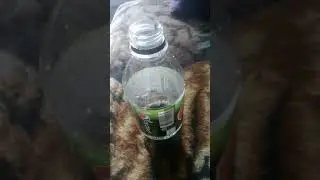 Пепси лаим?
